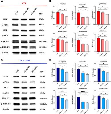 Plant-derived extracellular nanovesicles: a promising biomedical approach for effective targeting of triple negative breast cancer cells